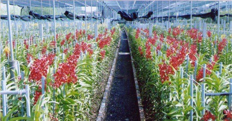 Ngắm vườn lan công nghệ cao "có một không hai" của nữ đại gia Sài Gòn