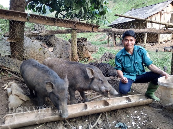 Nông dân Sơn La làm giàu thành công từ nuôi lợn rừng thả rông