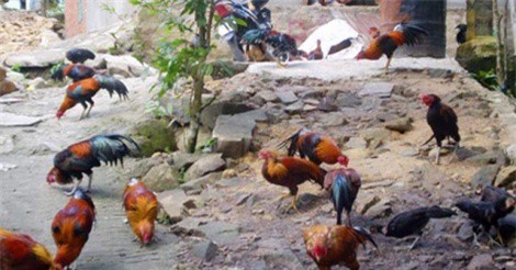 Nuôi gà nòi trên núi cho lãi cao