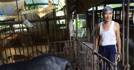 Nuôi heo rừng thu lãi cao