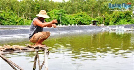 Nuôi "thần dược của biển cả", chả phải cho ăn mà lời 200-300 triệu/ha