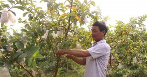 Thu hơn nửa tỷ đồng mỗi năm từ trồng 800 cây ổi