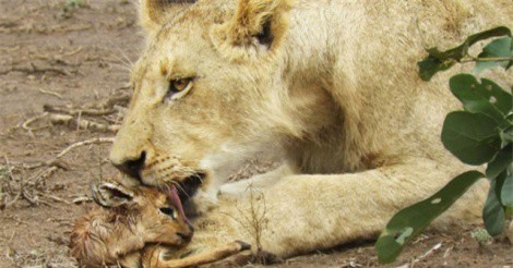 Clip: Cảm động trước cảnh sư tử cái chăm sóc linh dương con