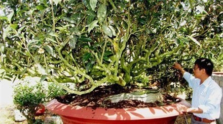 Đại gia Việt bỏ trăm triệu "săn" chè cổ làm cây cảnh