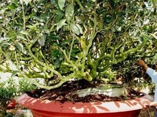 Đại gia Việt bỏ trăm triệu "săn" chè cổ làm cây cảnh