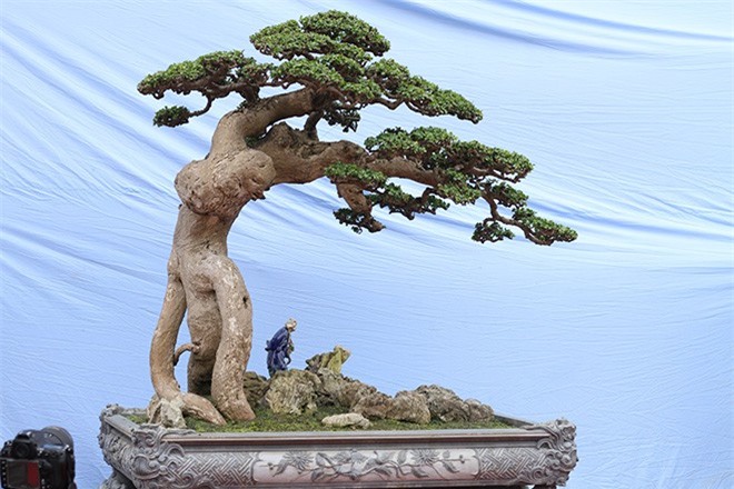 "Độc lạ" cây duối cổ “thế võ Bình Định” quý hơn vàng, đại gia bỏ tiền tỷ không mua được