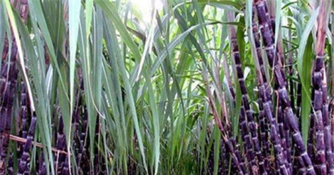 Giải pháp phát triển bền vững ngành mía đường
