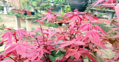 Ngắm vườn phong lá đỏ bạc tỷ của anh nông dân Hà Nội