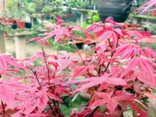 Ngắm vườn phong lá đỏ bạc tỷ của anh nông dân Hà Nội
