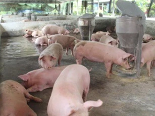 Sau một năm chạm đáy, giá heo hơi tăng kỷ lục