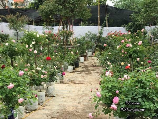 Vườn hoa hồng ngoại tiền tỷ của nữ kiến trúc sư 8X