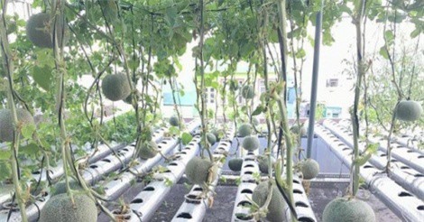 Chàng trai 9X thu 100 kg rau quả từ khu vườn sân thượng