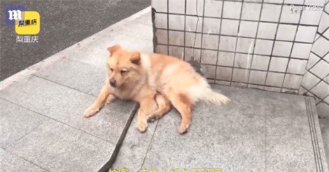 Clip: Nằm ở sân ga chờ chủ đi làm về mỗi ngày, chú chó khiến nhiều người ngạc nhiên