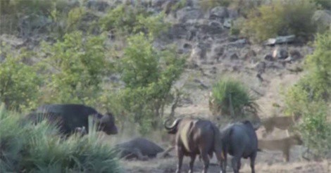 Clip: Trâu rừng tấn công bầy sư tử, cứu voi con thoát chết ngoạn mục