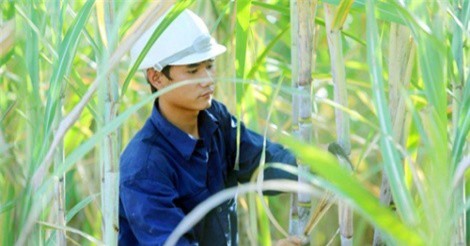 Doanh nghiệp lớn nhất ngành mía đường tăng trưởng mạnh