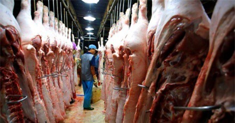 Giá heo hơi tiếp tục tăng