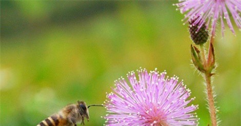 Hết mất ngủ, đau nhức xương khớp nhờ bài thuốc từ loại hoa này