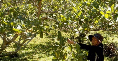 Ngành điều đồng loạt kiến nghị hỗ trợ nông dân và doanh nghiệp