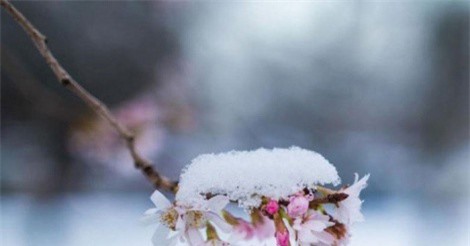 Nhật Bản phát minh ra rượu từ... gỗ