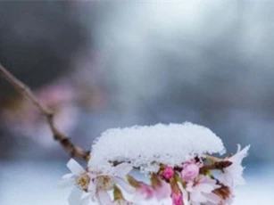 Nhật Bản phát minh ra rượu từ... gỗ