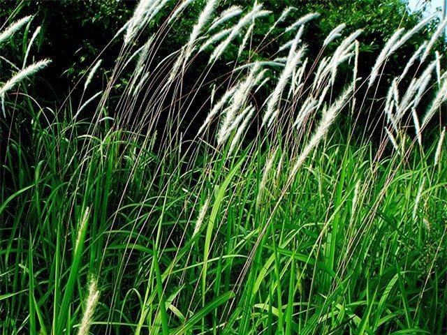 Cỏ tranh - thần dược bổ thận, giải độc gan ít người biết đến