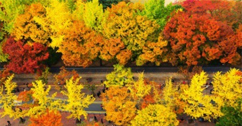 Con đường 'hễ nắm tay là tình tan' ở Hàn Quốc