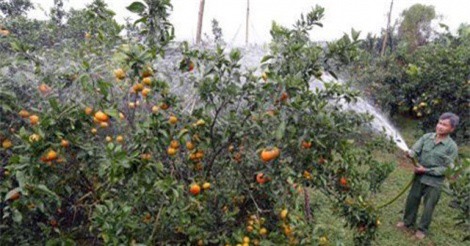 Giữ thương hiệu cam Cao Phong nhờ công nghệ số hóa