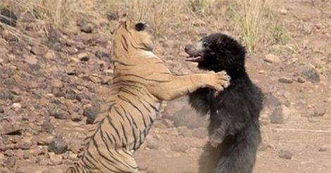 Cận cảnh màn hỗn chiếc ác liệt giữa gấu mẹ với “chúa sơn lâm”
