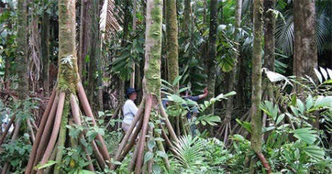 Giải mã bí ẩn về những cây cọ biết đi trong rừng Ecuador