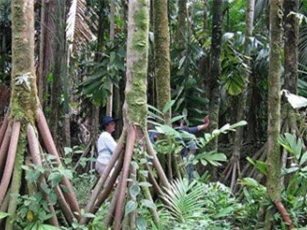 Giải mã bí ẩn về những cây cọ biết đi trong rừng Ecuador