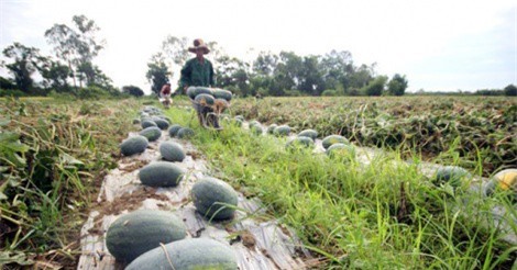 Nông dân điêu đứng vì dưa hấu giá 1.000 đồng/kg… vẫn ế