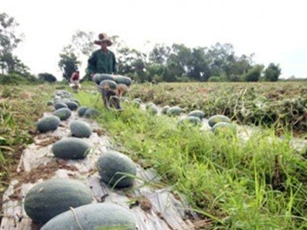Nông dân điêu đứng vì dưa hấu giá 1.000 đồng/kg… vẫn ế