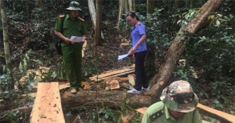 Các vụ phá rừng còn chậm bị phát hiện, có biểu hiện làm ngơ