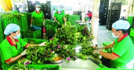 Chuỗi liên kết dẫn vốn vay vào hợp tác xã