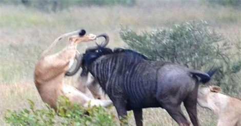Clip: Linh dương đầu bò dũng mãnh chiến thắng 2 con sư tử