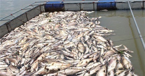 Gần chục tấn cá lồng chết bất thường ở Hải Dương gây thiệt hại nặng nề