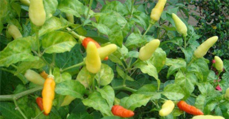 Bán ớt, bánh phồng tôm, mì gói thu tiền tỉ