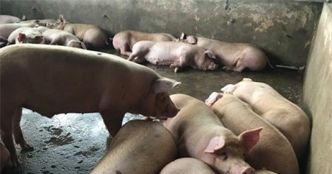 Bơm từ 2 đến 4 lít nước vào mỗi con heo để tăng trọng lượng rồi đem bán