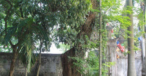 Cây sưa 100 tỷ đồng: Dân nóng ruột chờ bán chia nhau