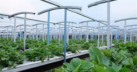 Chuyển vốn vào sản xuất nông sản sạch