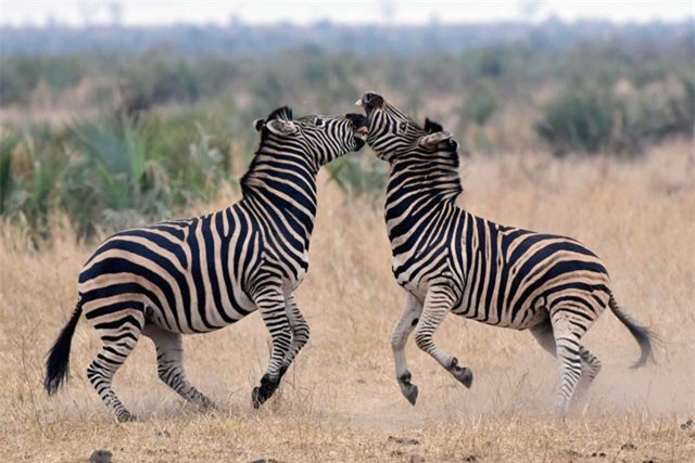 Clip: Màn giao đấu không khoan nhượng giữa 2 con ngựa vằn