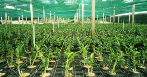 Kỳ vọng nông nghiệp công nghệ cao