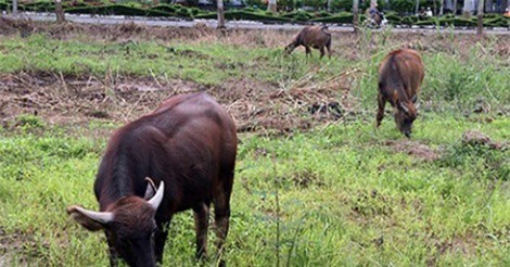 Làm giàu nhờ nuôi trâu... chạy đồng