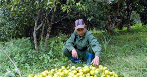 Làm giàu ở nông thôn: Lãi 700 triệu/năm từ quýt đặc sản Quang Thuận