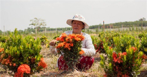 'Nữ tướng' hoa trang, hoa mai
