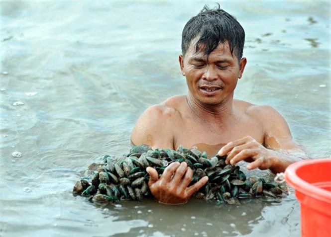 Nuôi vẹm xanh thu lãi hàng trăm triệu đồng