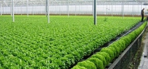 Sẽ hỗ trợ lãi suất vay thương mại với dự án đầu tư vào nông nghiệp