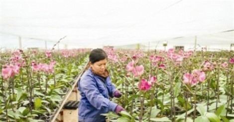 Tiêu chí xác định doanh nghiệp nông nghiệp ứng dụng công nghệ cao