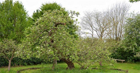 Bí mật về cây táo trong vườn nhà có quả rơi trúng đầu Newton