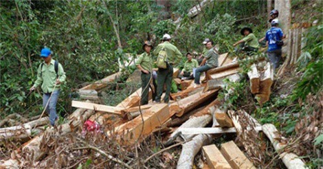 Bình Thuận thử nghiệm máy bay không người lái vào quản lý rừng